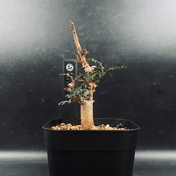 ボスウェリア ソコトラナ 実生 ボスウェリア ソコトラナ × ナナ 沖縄実生 | mana's farm:塊根植物