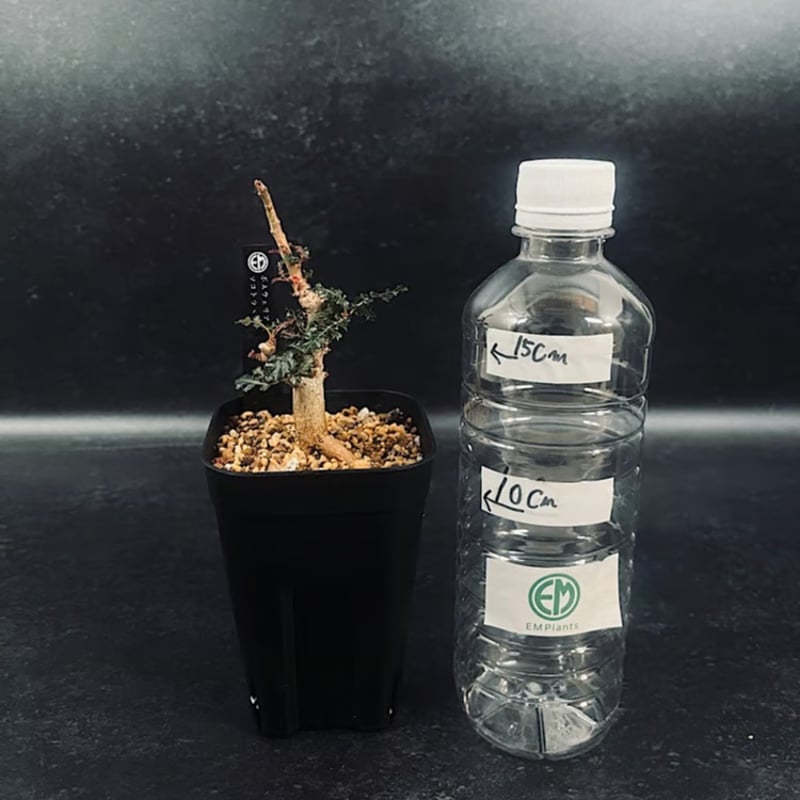 ボスウェリア　ソコトラナ　実生　希少種 ボスウェリア ソコトラ×ナナ 実生「Boswellia socotrana×Nana」3