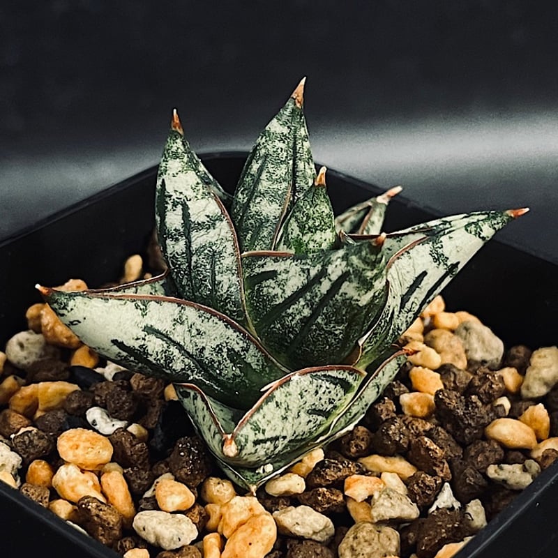 サンセベリア ニアパット ドワーフ「Sansevieria Niaphat dwarf」SA3