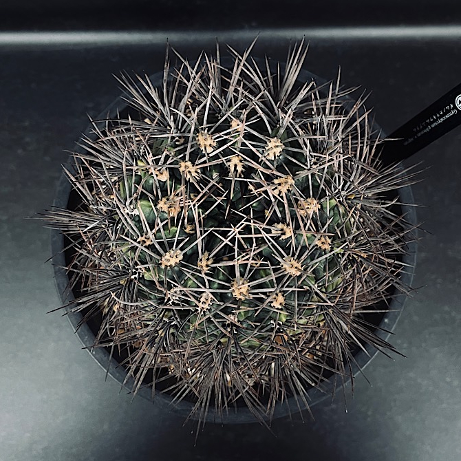 希少ギムノカリキウム【黒蝶錦（コクチョウニシキ）】実生株（国産・育成）と接木株 希少ギムノカリキウム【黒蝶錦（コクチョウニシキ）】実生株