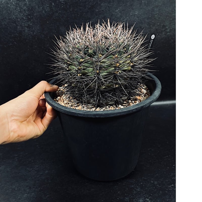 希少ギムノカリキウム【黒蝶錦（コクチョウニシキ）】実生株（国産・育成）と接木株 希少ギムノカリキウム【黒蝶錦（コクチョウニシキ）】実生株