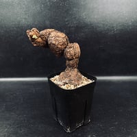 アデニウム.スワジクム Adenium swazicum アデニウム スワジクム | plants MARU ーサボテン