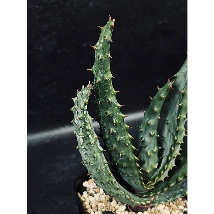 アロエ・マルロシー・大 アロエ マルロシー 鬼切丸 「Aloe marlothii 」AL6-2 | EM Plant