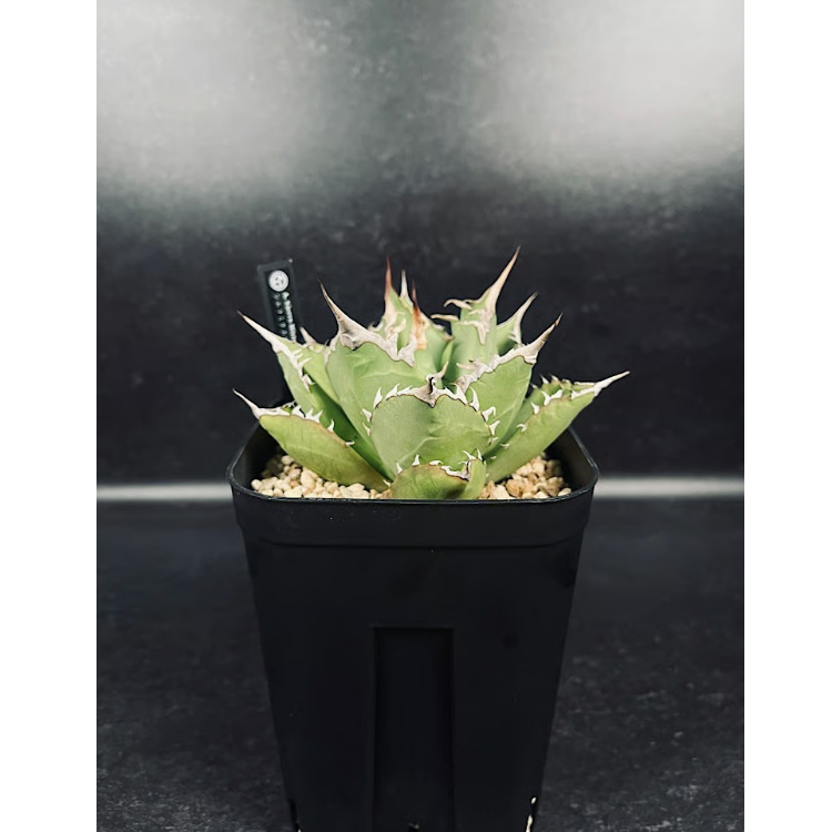 アガベ セット売り① ウネリ君とシエラミクスティカ アガベ チタノタ FO-076 