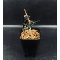 EMP サンセベリア Niaphat dwarf / SA399 Sansevieria Niaphat dwarf