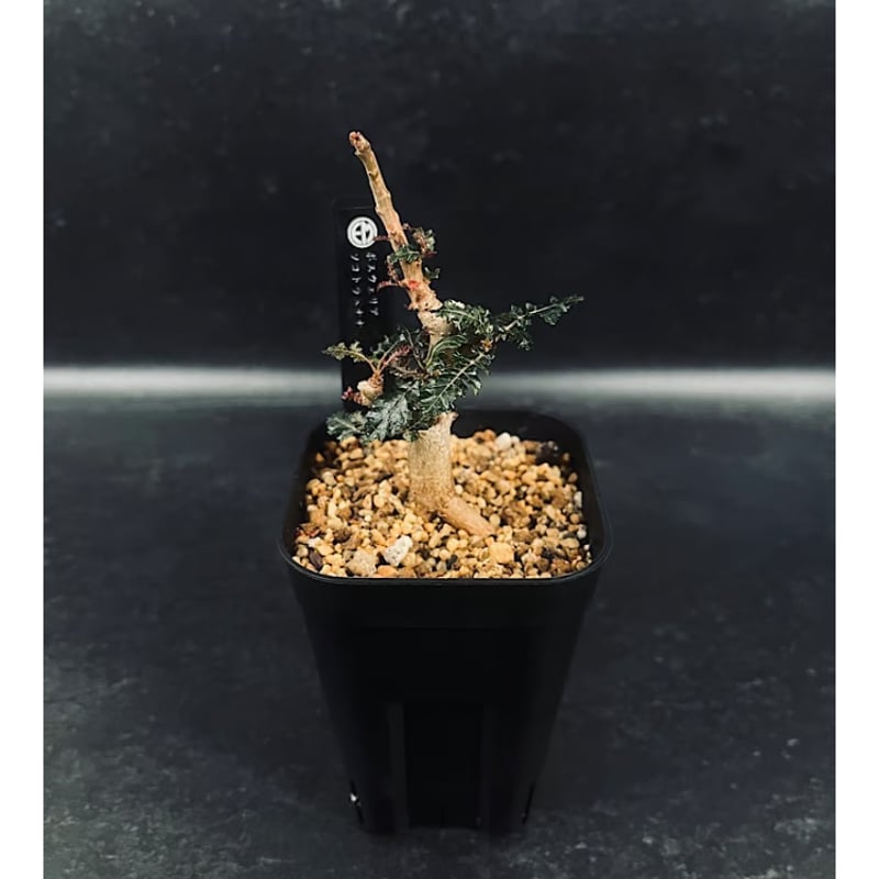 ボスウェリア ソコトラ×ナナ 実生「Boswellia socotrana×Nana」3