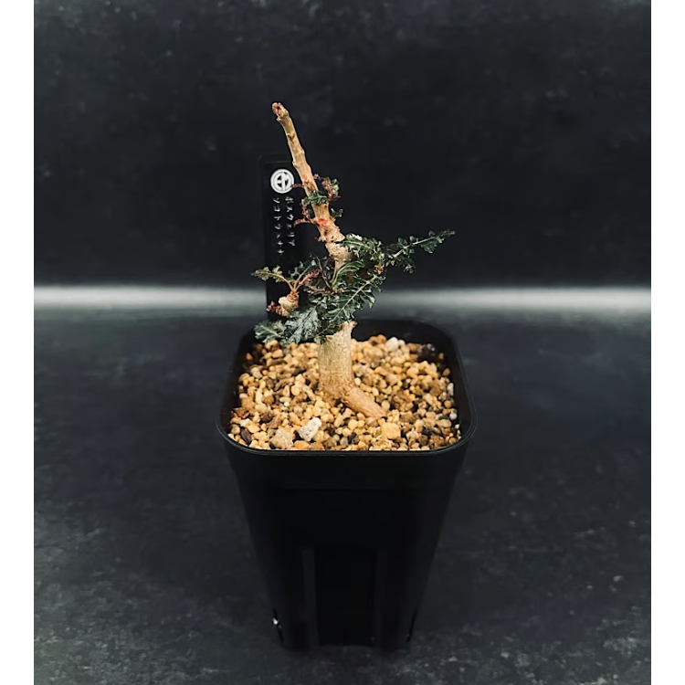 ボスウェリア ソコトラ×ナナ 実生「Boswellia socotrana×Nana」3/29