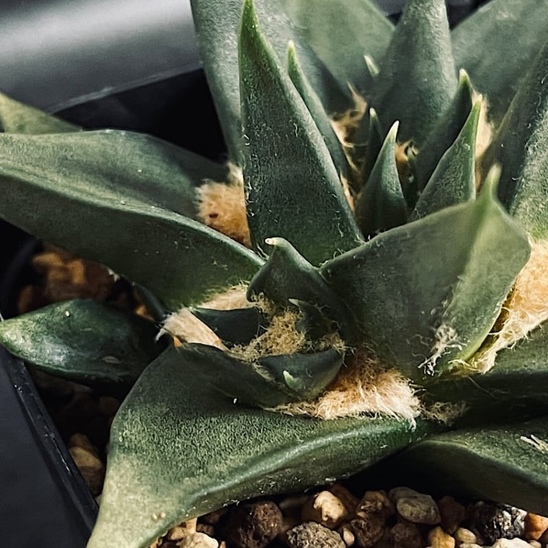 アリオカルプス「三角牡丹」実生 アリオカルプス 三角牡丹 4頭 実生 「Ariocarpus trigonus