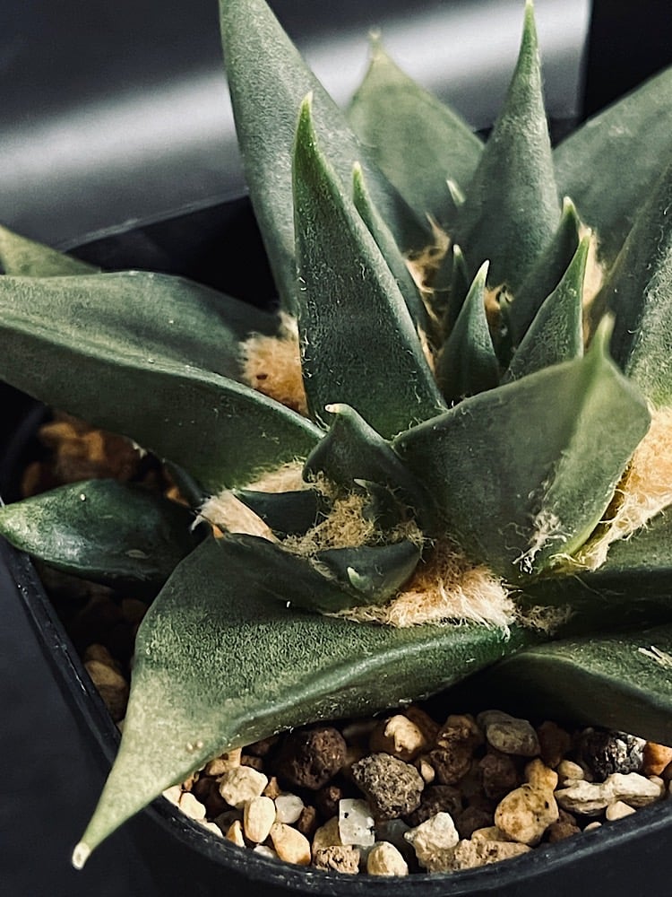 アリオカルプス 三角牡丹 4頭 実生 「Ariocarpus trigonus