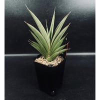 コピアポア エスメラルダナ 実生「copiapoa esmeraldana」CT34-1