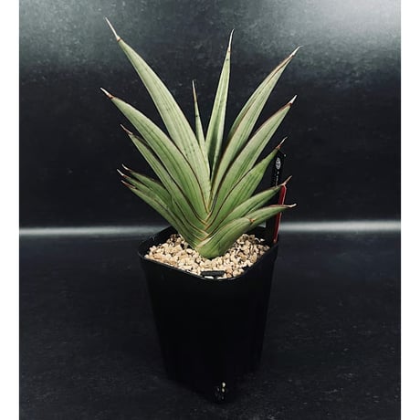 CATEGORY サンセベリア | EM Plants Online Store