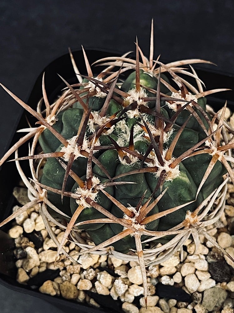 多肉植物｜ギムノカリキウム｜フェロシオール実生 ギムノカリキウム フェロシオール 実生「Gymnocalycium