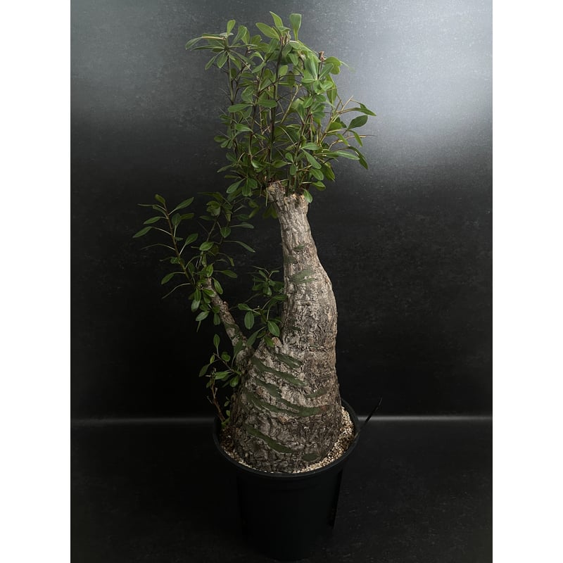 フォークイエリア ファシクラータ「Fouquieria fasciculata