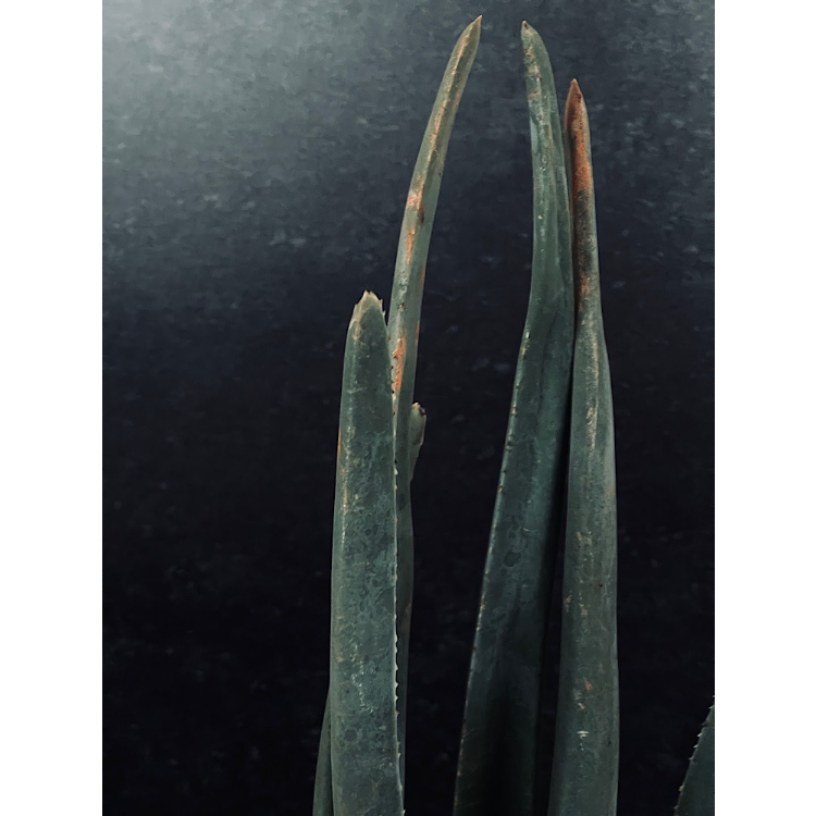 アロエ スザンナエ「Aloe suzannae」 A67-4 | EM Plants