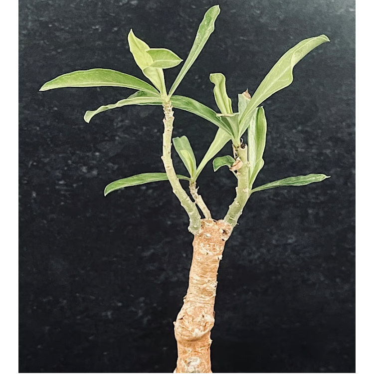 アデニウム スワジクム「Adenium swazicum」AD16-3 | EM Plants