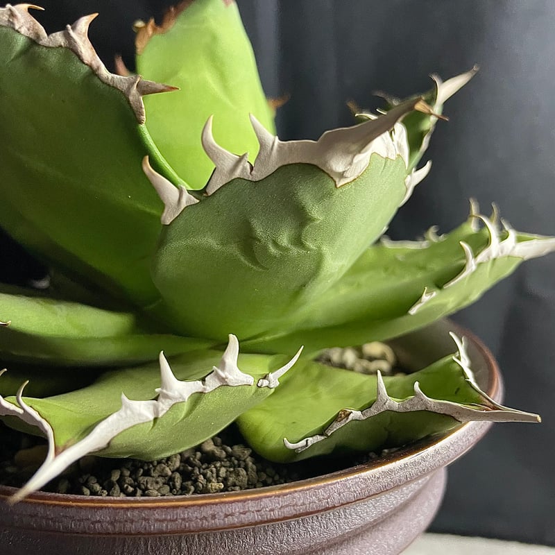 アガベ チタノタ　親分株‼️ アガベ チタノタ 親分株‼️