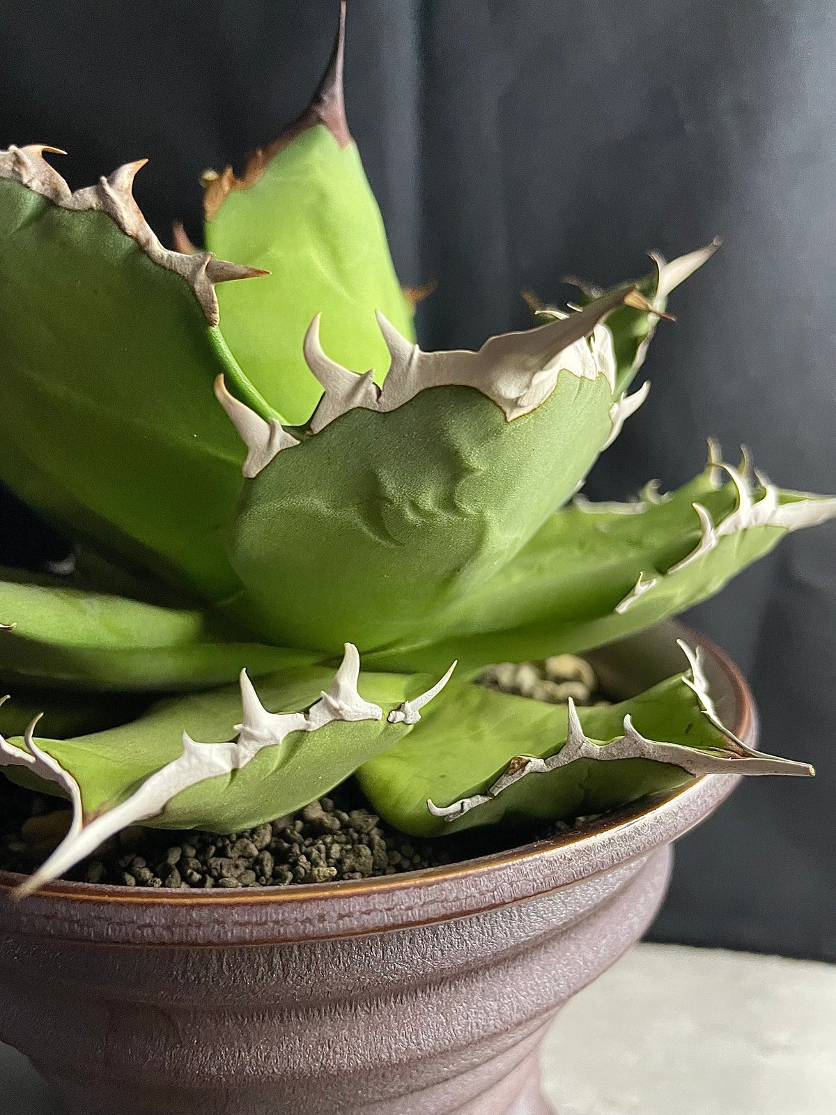 最終値下げ) アガベ チタノタ FO076 市場最大 強刺 良血統 大株 親株