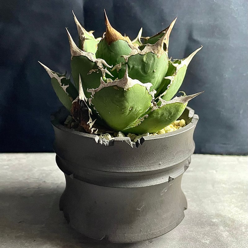 アガベスーパーボールタイプ株