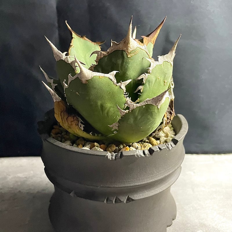 アガベFO-076 ノーネムスーパーボールタイプ鉢付き