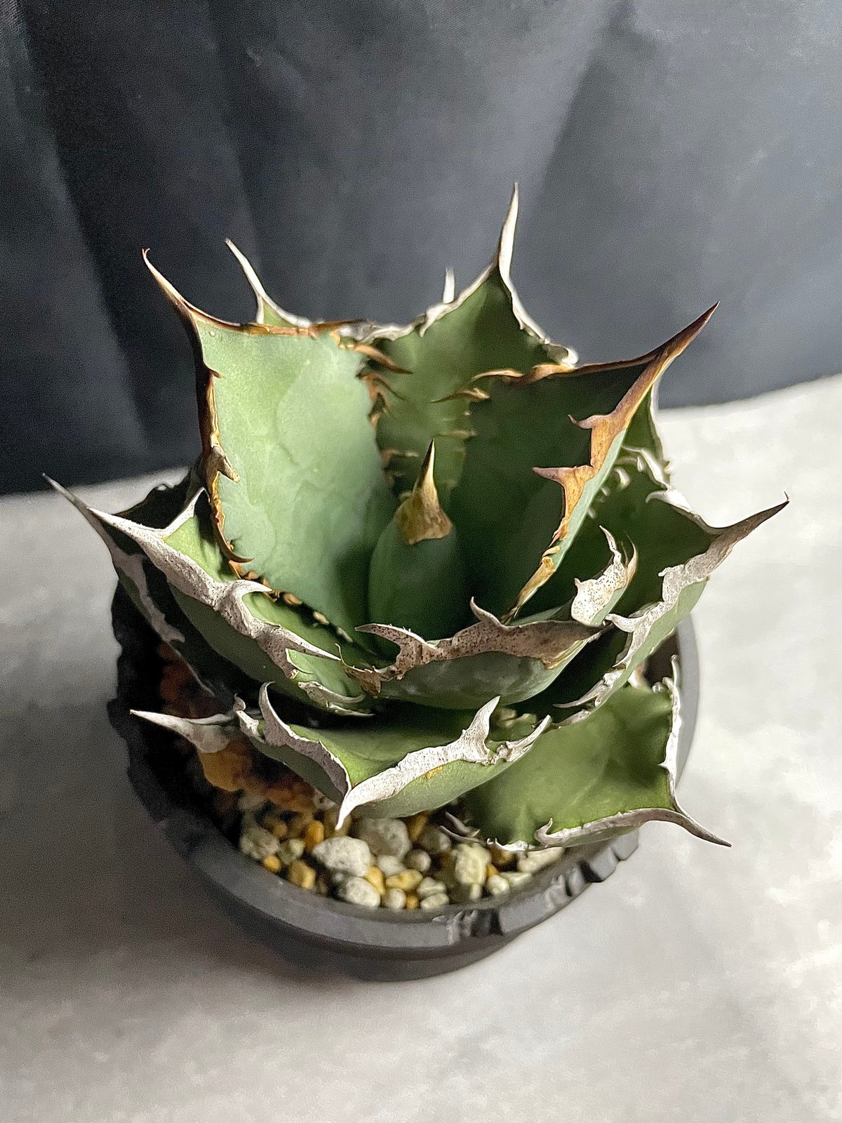 アガベFO-076 ノーネムスーパーボールタイプ鉢付き