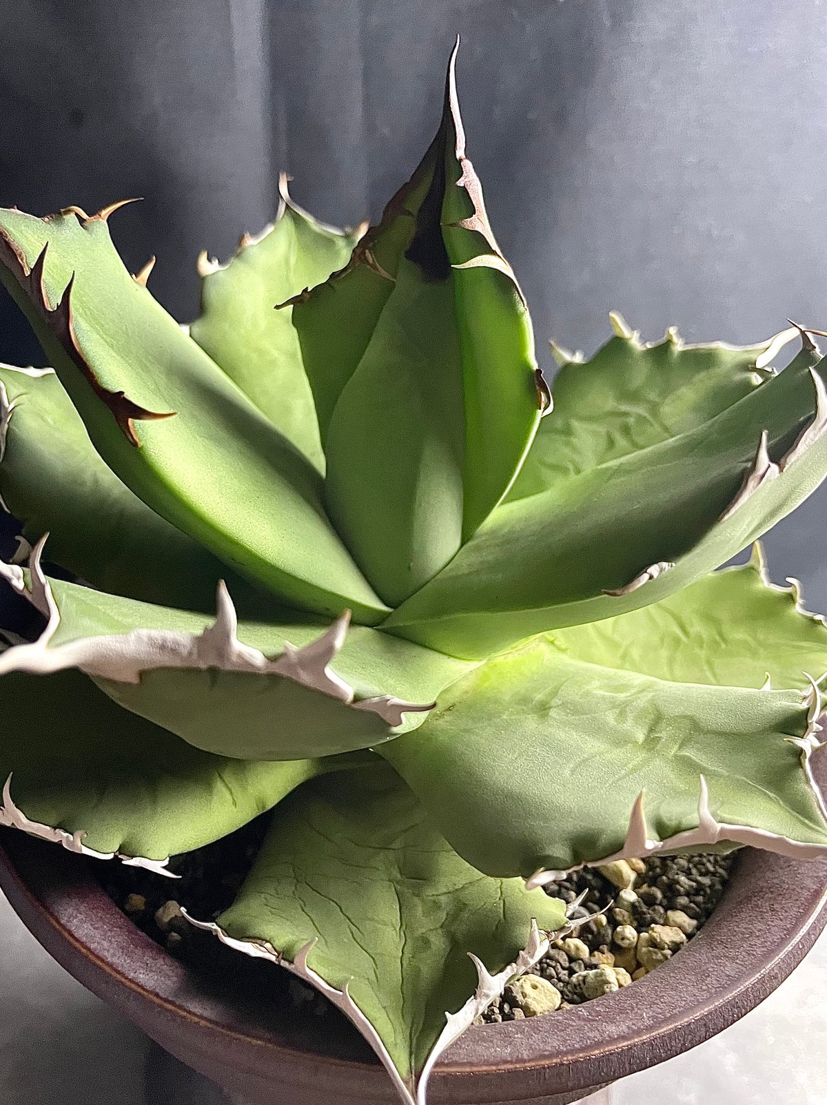 アガベ fo076 大株 アガベ fo076親株 大株 【公式通販】