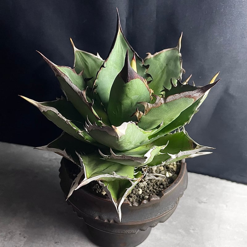 アガベ タワーオブバベル 台湾輸入株