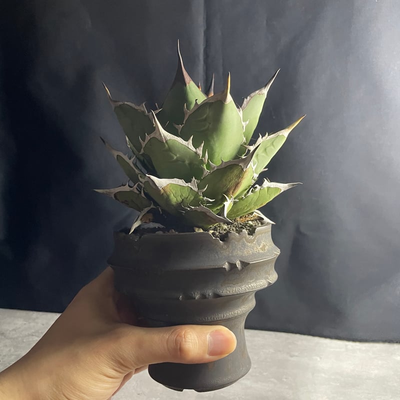 チタノタ ハデス親株子株6個付き♪