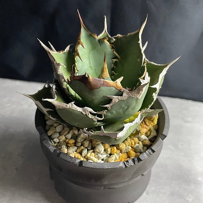 アガベ チタノタ FO-076 逆刺 インドネシア 活着 アガベ FO-076 from