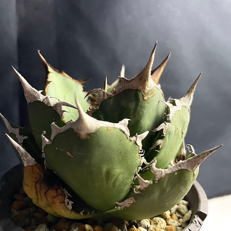 アガベFO-076 ノーネムスーパーボールタイプ鉢付き アガベFO-076 ノーネムスーパーボールタイプ鉢付き