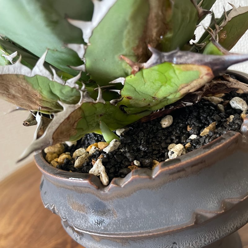 アガベ チタノタ 大株 子株付き