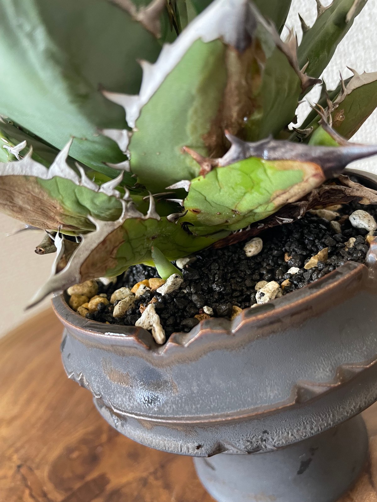 アガベ オバティフォリア キラー 丸葉 極上散り斑 アガベ オバティ