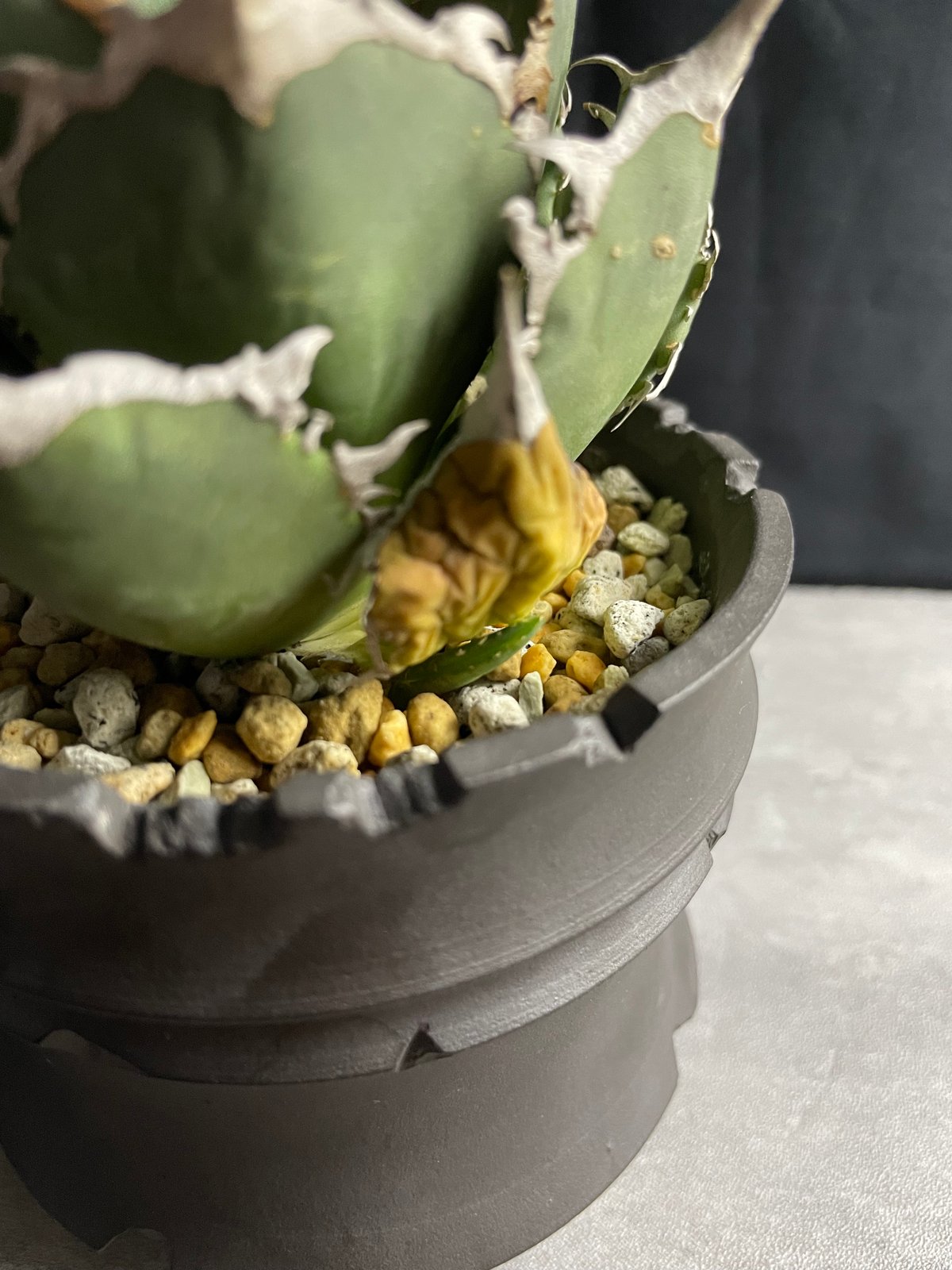 アガベ FO-076 ノーネム スーパーボールタイプ 鉢付き 【公式通販】