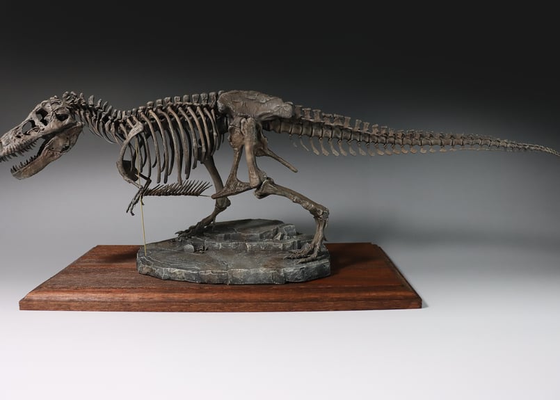 木彫　Tyrannosaurus rex 1/10　全身骨格模型 約97cm 木彫 Tyrannosaurus rex 1/10 全身骨格模型 約97cm 木彫