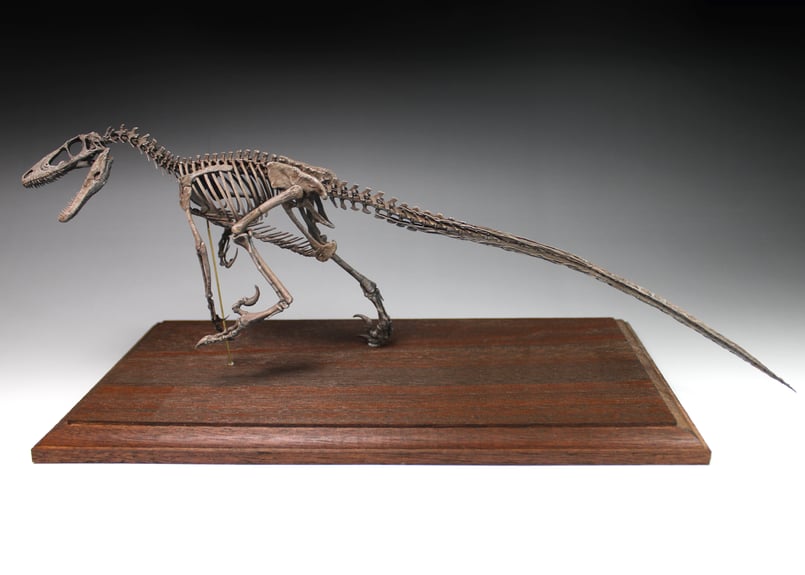 デイノニクス・アンティロプス