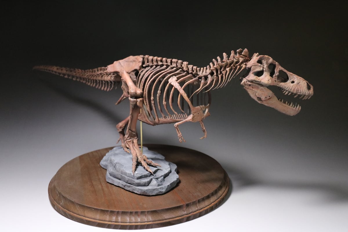 ティラノサウルス・レックス 1/24スケール 組立キット | OSTVINTZ