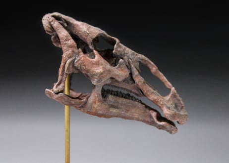 エドモントサウルス・レガリス  スカルモデル 1/20スケール　組立キット