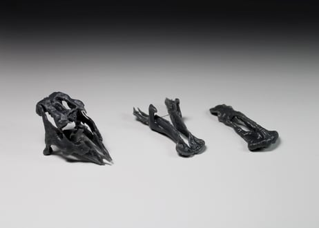 エドモントサウルス・レガリス  スカルモデル 1/20スケール　組立キット