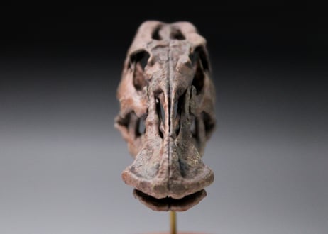 エドモントサウルス・レガリス  スカルモデル 1/20スケール　組立キット