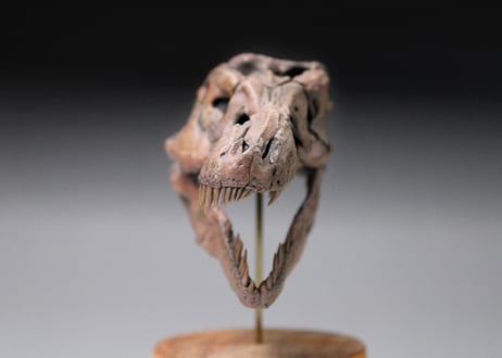 ティラノサウルス・レックス "Sue" スカルモデル 1/20スケール　組立キット