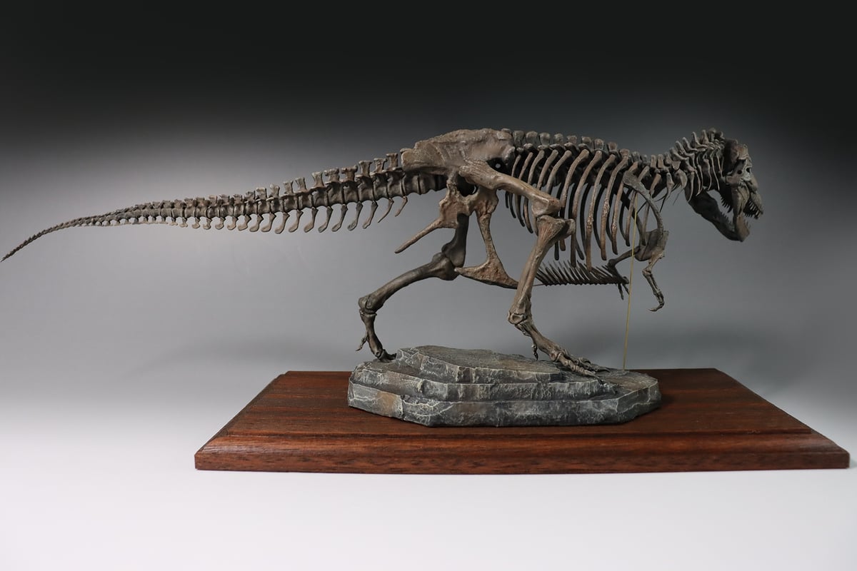 SUE T-REX ティラノサウルス ロンT 博物館 骨格標本 【公式通販】