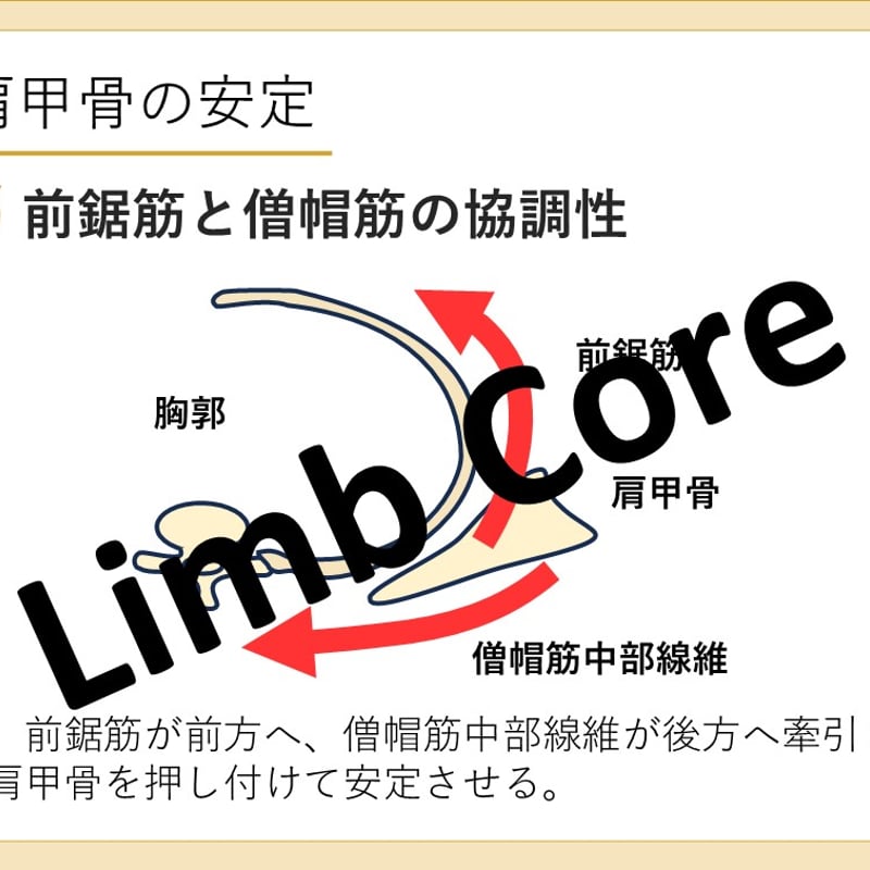 もっと!らくらく動作介助マニュアル: 寝返りからトランスファ-まで トランスファー7つの法則DX【移乗介助法DVD】 - YouTube