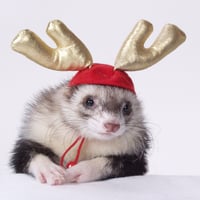 トナカイキャップ【フェレット クリスマス 帽子 かわいい】