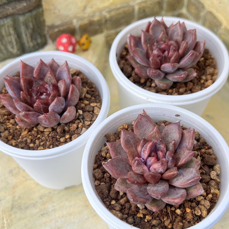 S50、S51、S52、S53、S54、S55　オーダー出品　多肉植物抜き苗 S50、S51、S52、S53、S54、S55 オーダー出品 多肉植物抜き苗 【公式通販】