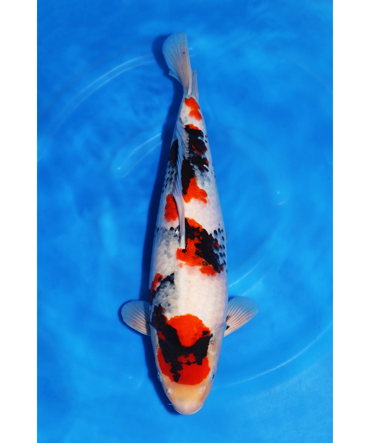 坂牧養鯉場産 昭和三色 3歳 58cm メス保障 野池預かり | 鯉牧場