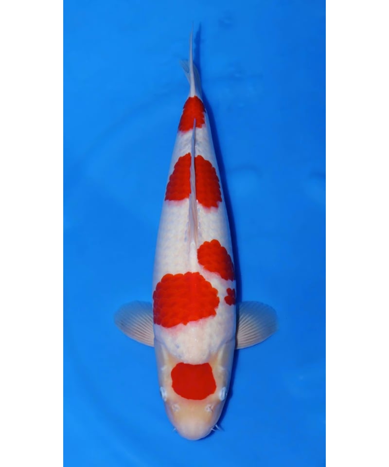 \"未使用\"　小樽北一硝子製『錦鯉』紅白 Amazon.co.jp: 小樽北一硝子製錦鯉紅白 : ホーム＆キッチン