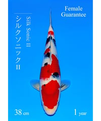 阪井養魚場産 大正三色 当歳 38cm メス保証 阪井野池預かり