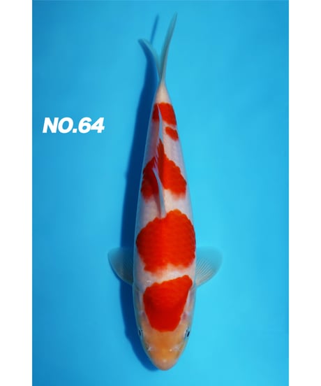 錦鯉52 sddefault.jpg