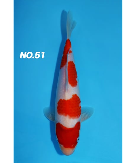 CATEGORY 錦鯉 | 鯉牧場