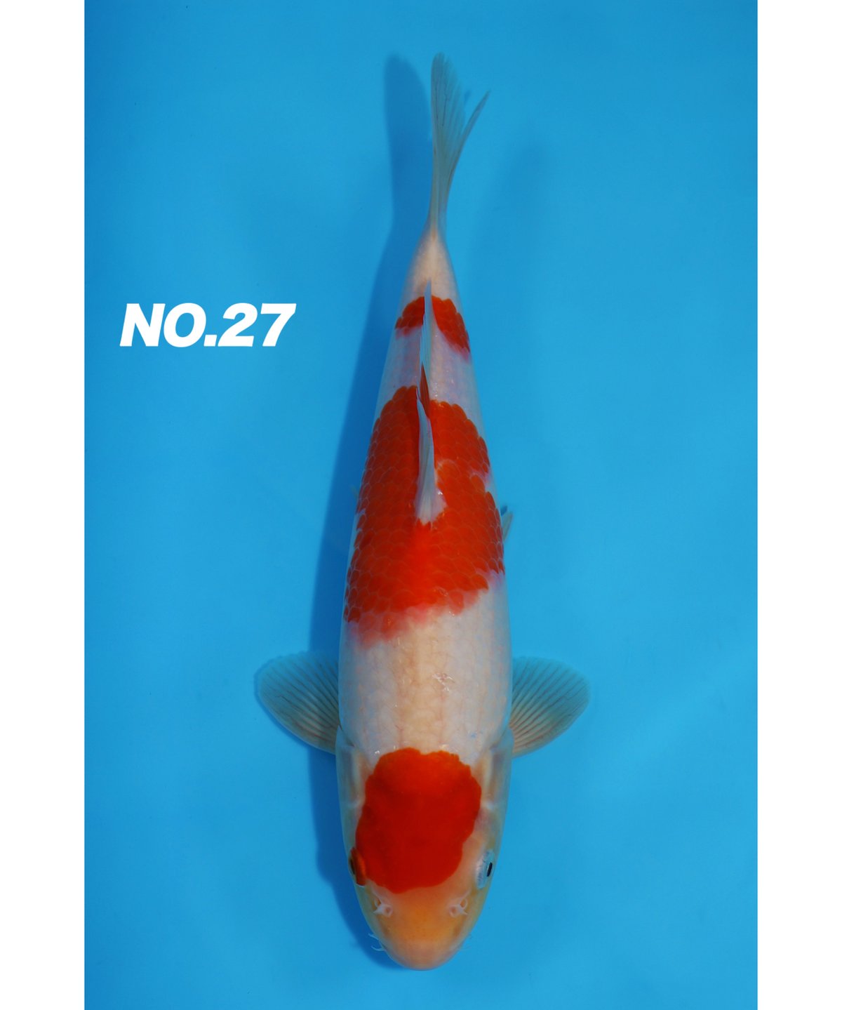 \"未使用\"　小樽北一硝子製『錦鯉』紅白 未使用