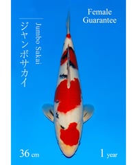 阪井養魚場産 大正三色 当歳 36cm メス保証 阪井野池預かり